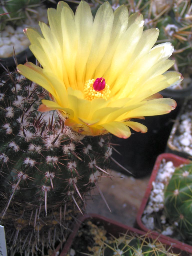 Notocactus mammulosus v. brasiliensis